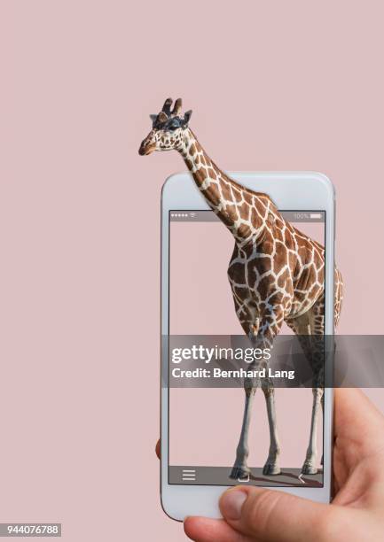 mobile phone displaying giraffe coming out of phone - augmented reality animal stock-fotos und bilder