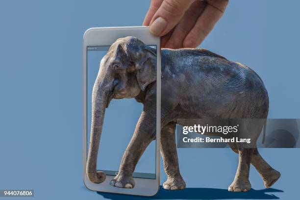 cell phone displaying elephant coming out of phone - augmented reality animal stock-fotos und bilder