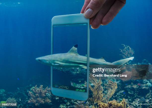 mobile phone displaying shark coming out of phone - augmented reality animal stock-fotos und bilder