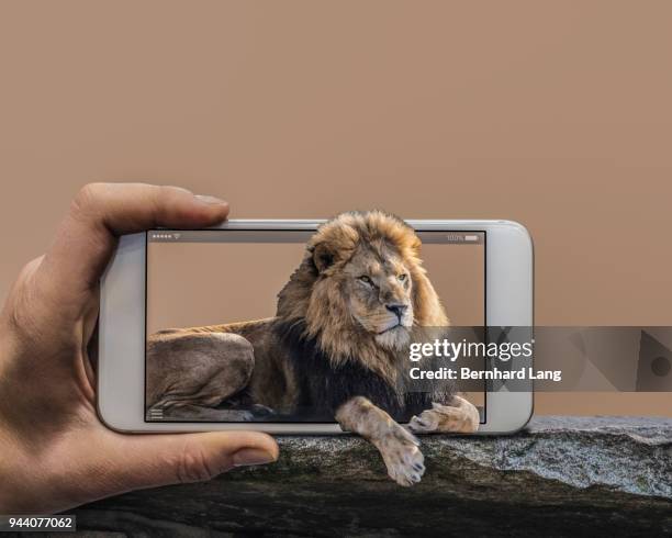 mobile phone displaying lion looking out of phone - augmented reality animal stock-fotos und bilder