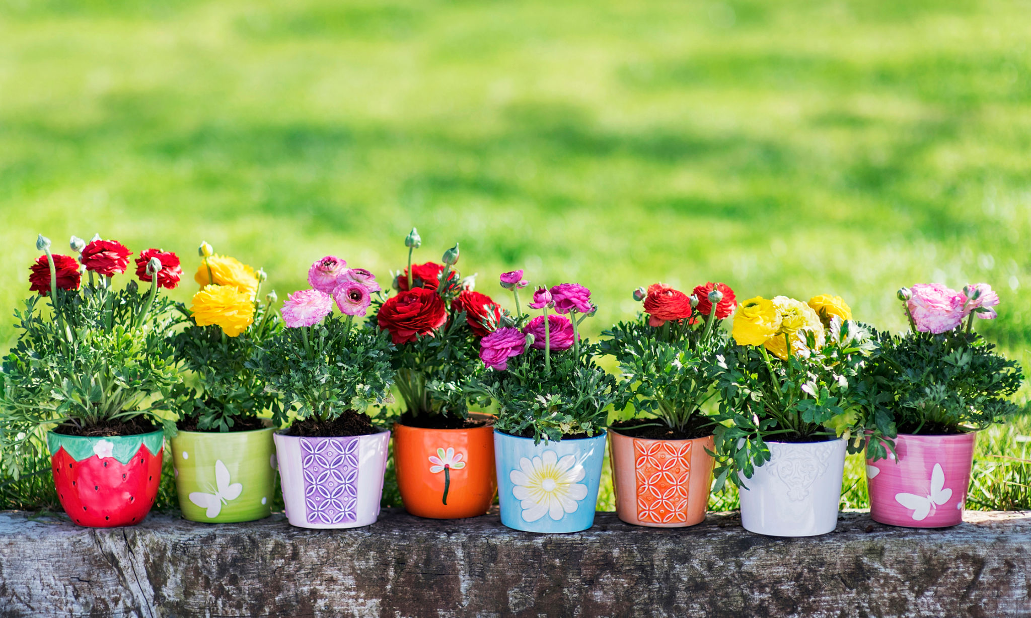 colorful planters