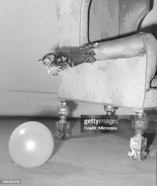 Kitten jumps from the arm of a armchair on to a balloon, circa 1st January 1958.