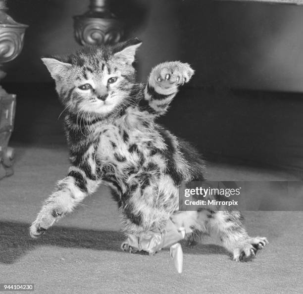 Surprised kitten seen here moments after a balloon it had been playing with burst, circa 1st January 1958.