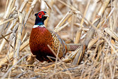 Ring-necked Pheasant in Natural Habitat