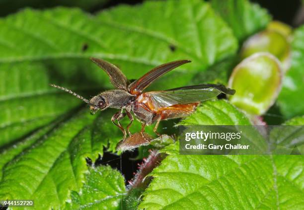 Insect Solider 443 Soldier Beetle Stock Photos, High-Res Pictures, and Images - Getty ...