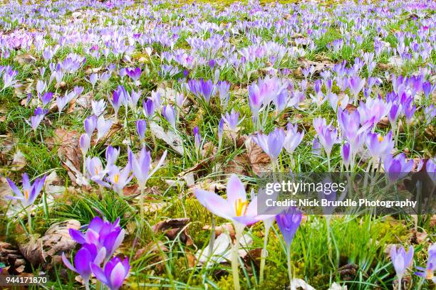 spring has sprung - saffron crocus stock pictures, royalty-free photos & images