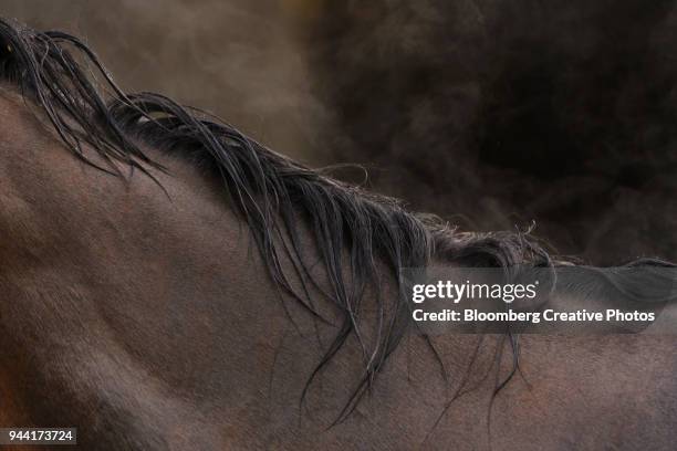 Steam Riding Horses Steam Horse Photos and Premium High Res Pictures - Getty Images