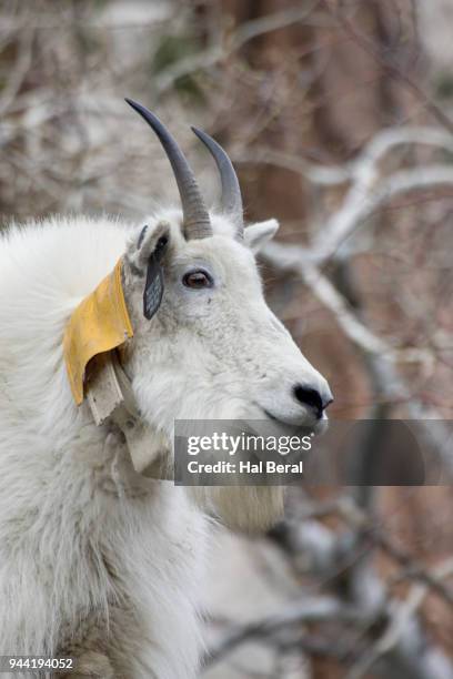 mountai goat with radio tracking color - goat wearing collar stock-fotos und bilder
