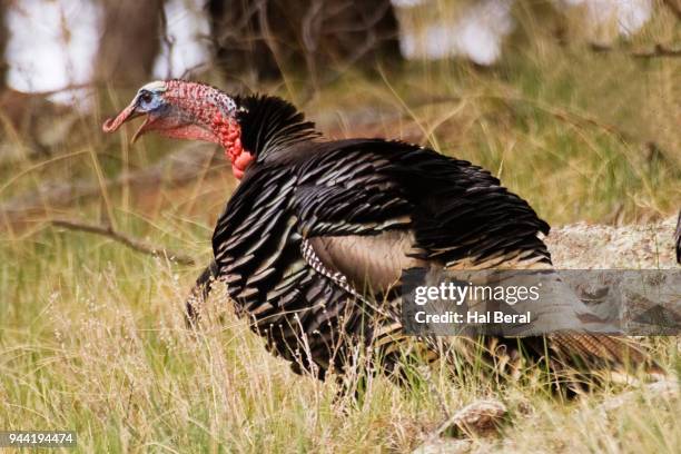 wild turkey male (tom) - custer state park stock pictures, royalty-free photos & images