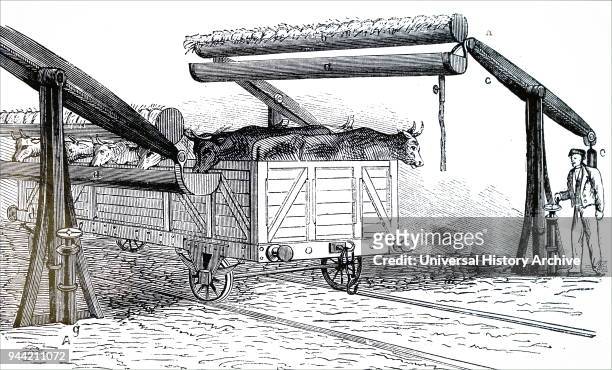 Illustration depicting an open cattle truck at a feeding and watering halt. This system of trucks was used in the United States for transporting...