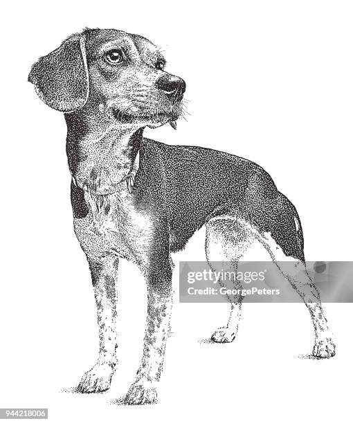 ilustraciones, imágenes clip art, dibujos animados e iconos de stock de perro beagle esperando ser adoptada - purebred dog stock illustrations