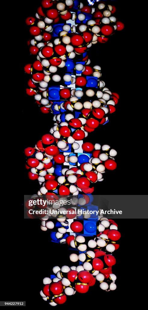 Model of the DNA Double Helix.