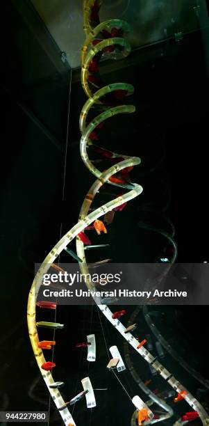 Model of the DNA Double Helix. 2017. In molecular biology, the term double helix refers to the structure formed by double-stranded molecules of...