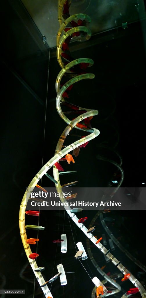 Model of the DNA Double Helix.