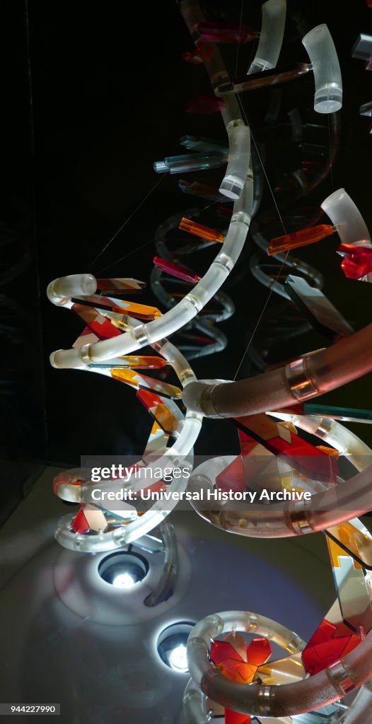 Model of the DNA Double Helix.