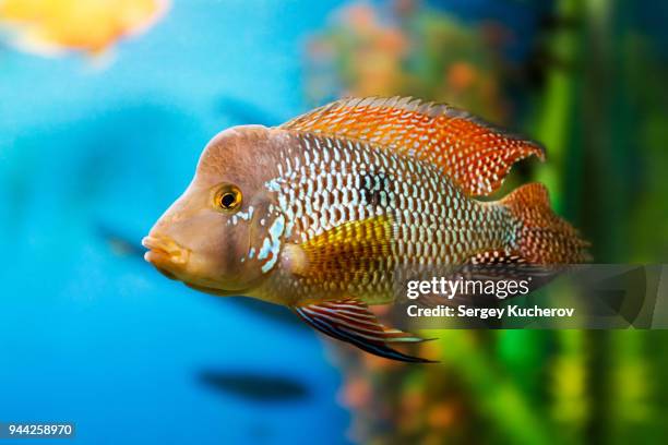 geophagus fish in aquarium - cichlid aquarium stock pictures, royalty-free photos & images