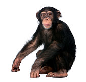 Young Chimpanzee sitting - Simia troglodytes (5 years old) in front of a white background