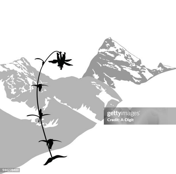 alpine mountain flower - columbine flower stock illustrations