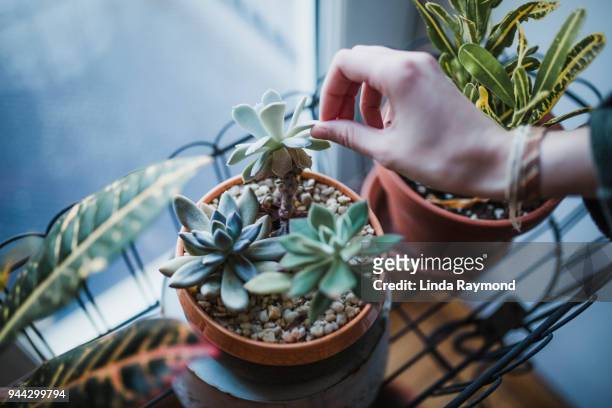 plantas suculentas en un apartamento - succulent plant fotografías e imágenes de stock