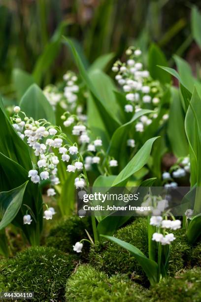 lily of the valley - liljekonvalj bildbanksfoton och bilder