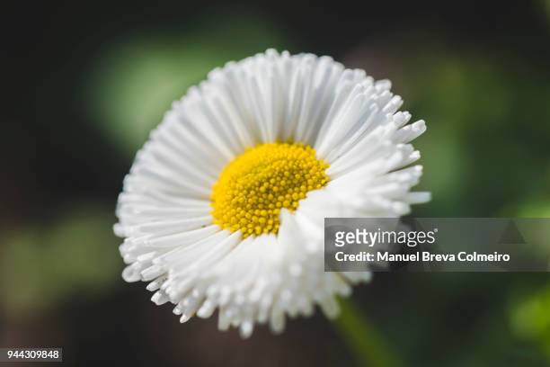 daisy in bloom - kronblatt stock-fotos und bilder