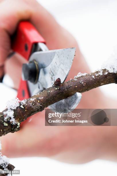 cutting twig with secateurs - dalarna winter stock-fotos und bilder