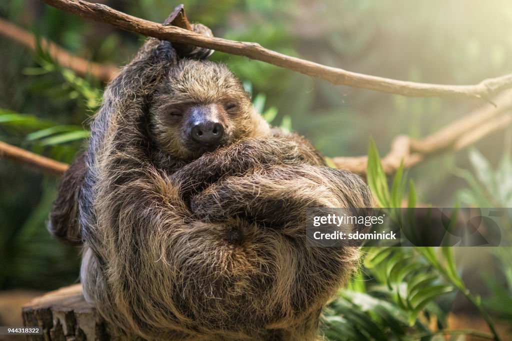 Sleeping Sloth