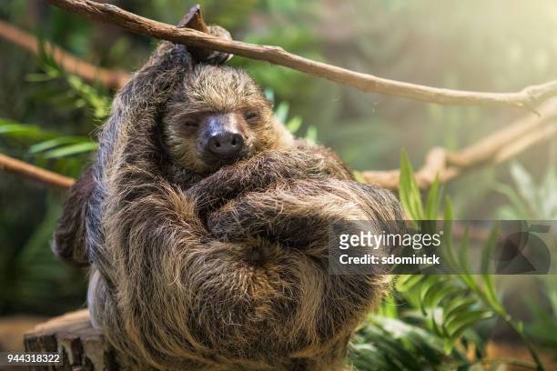 sleeping sloth - mammal stock pictures, royalty-free photos & images