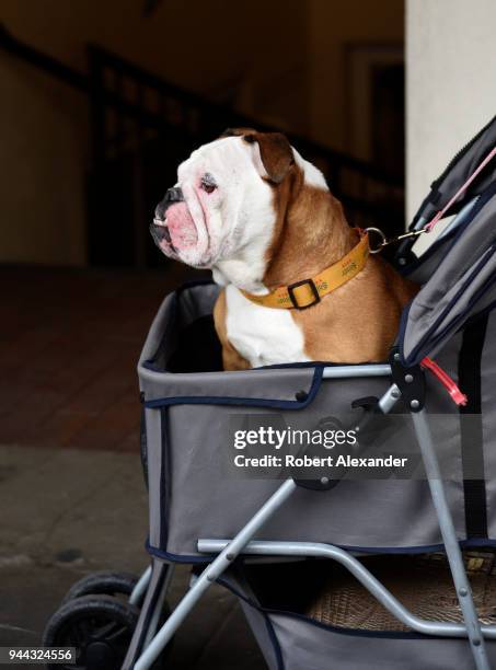 57点のsanta Fe N M Thoroughbredのストックフォト Getty Images 57点のsanta Fe N M Thoroughbredのストックフォト Getty Images