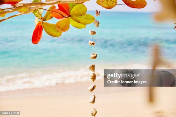 195 Hanging Seashells Stock Photos, High-Res Pictures, and Images ...
