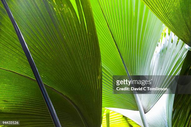 leaves of coco de mer palm, praslin, seychelles - fruits de mer stock-fotos und bilder