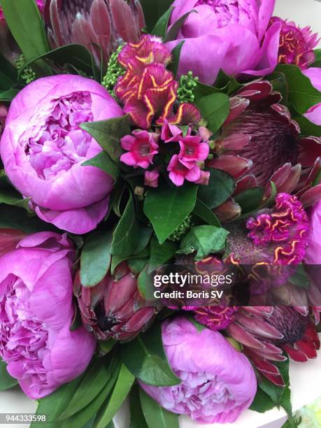 bouquet with peonies, protea and celsius - protea stock pictures, royalty-free photos & images
