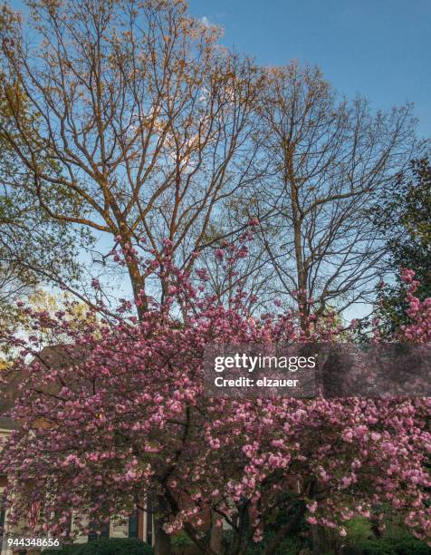 Spring Atlsnta 1,137 Southern (Spring) Open Stock Photos, High-Res Pictures, and ...