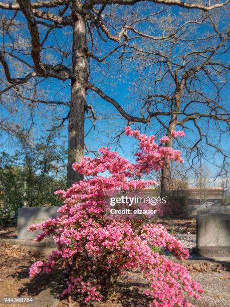 Atlanta During Spring 1,139 Southern Spring Open Stock Photos, High-Res Pictures, and Images ...
