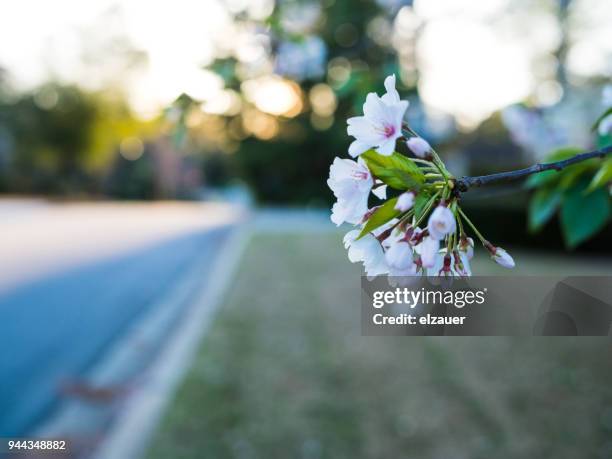 Atlanta During Spring 1,137 Southern (Spring) Open Stock Photos, High-Res Pictures, and ...