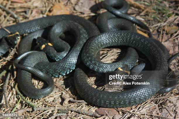 Parascoping Snakes 112 Mating Snakes Stock Photos, High-Res Pictures, and Images - Getty ...