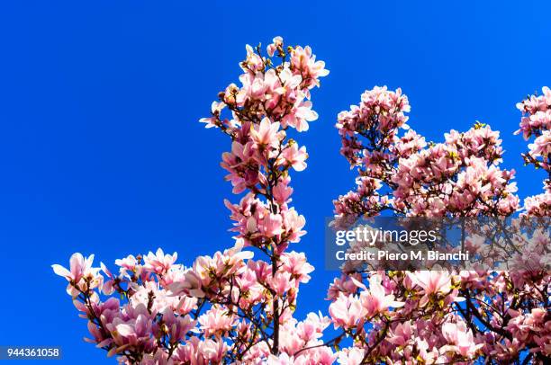 milano - magnolia soulangeana fotografías e imágenes de stock