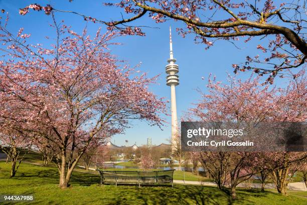 blooming cherry trees at the olympic park in munich - kirschblüte - fotografias e filmes do acervo