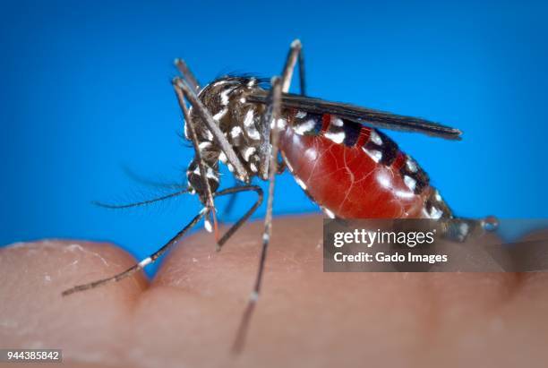 aedes albopictus - bloodsucking stock pictures, royalty-free photos & images