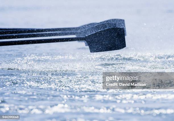 rowing team's oars, close-up - paddle stock-fotos und bilder