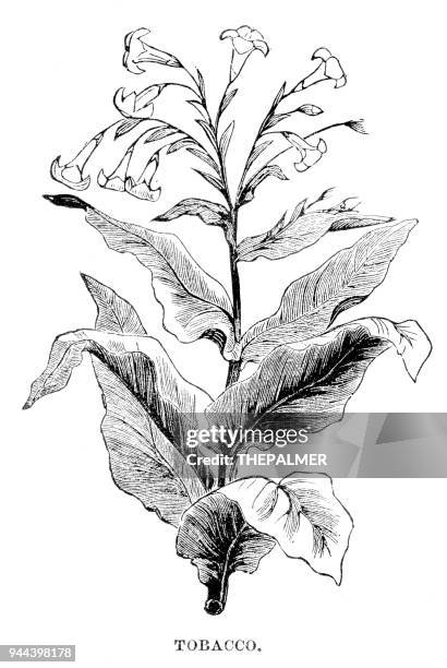 tobacco plant engraving 1881 - tobacco crop stock illustrations