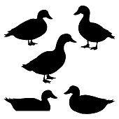 Set of ducks silhouettes