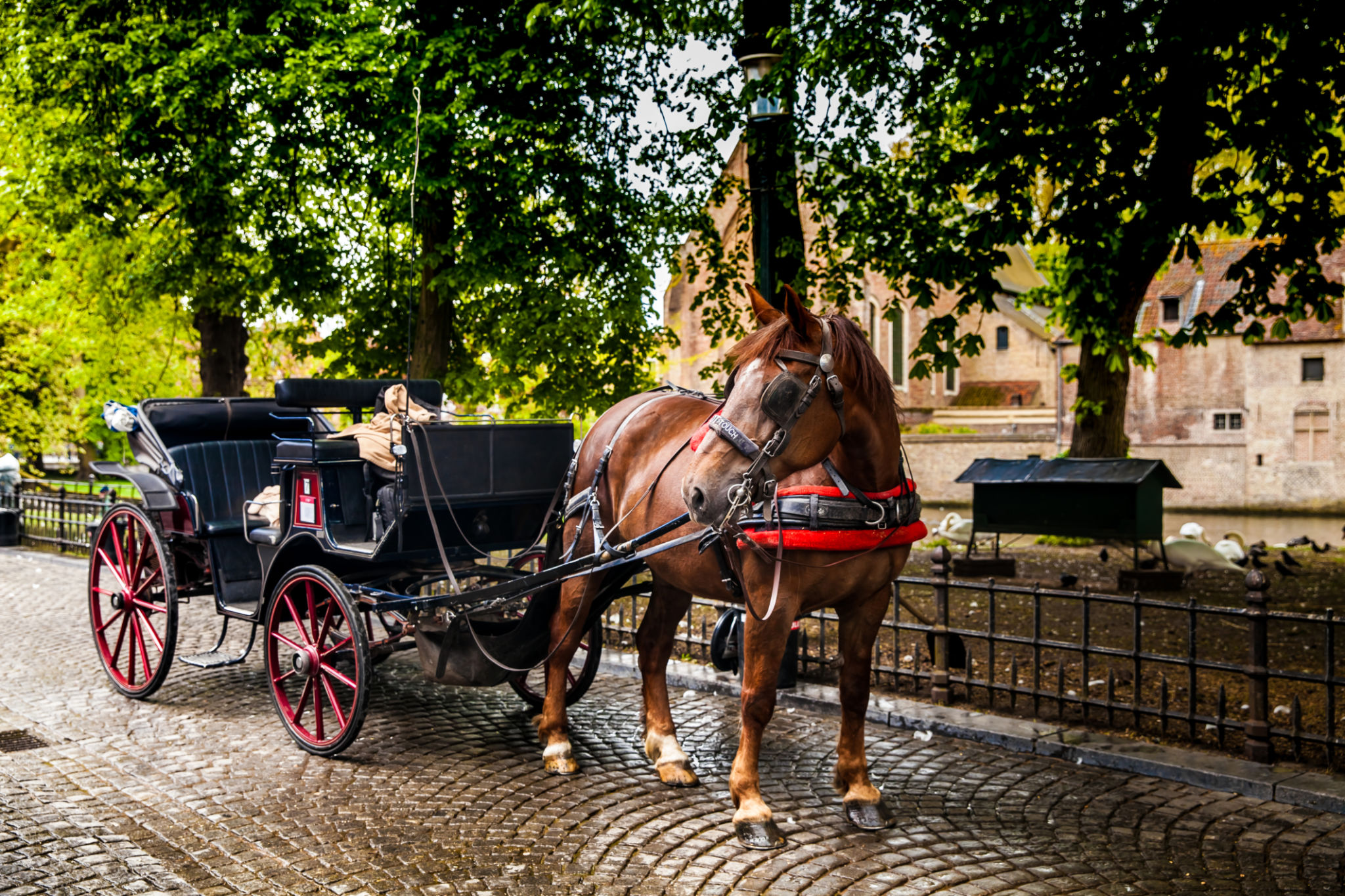 buggy tour