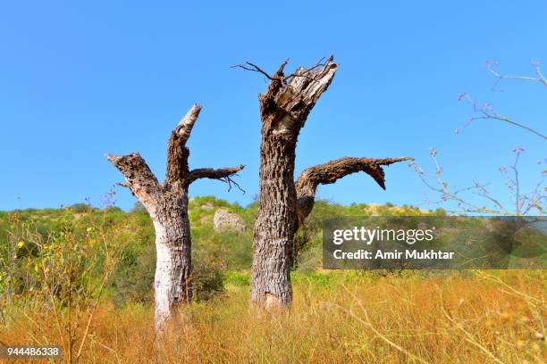 Chopped Tree High-Res Stock Photo - Getty Images