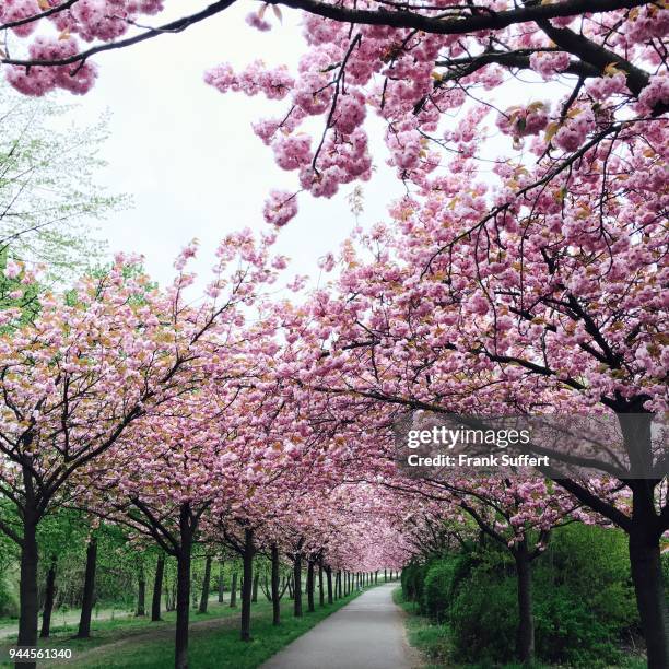 Cherry blossom trees lining a single path