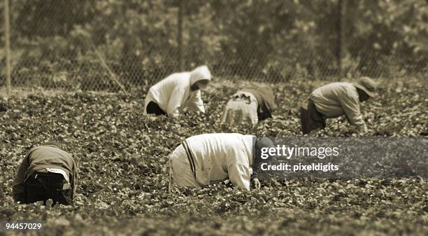 wanderarbeitnehmern in das feld - farm workers california stock-fotos und bilder