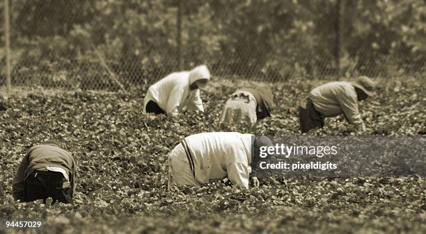 migrant workers in the field - farm workers california bildbanksfoton och bilder