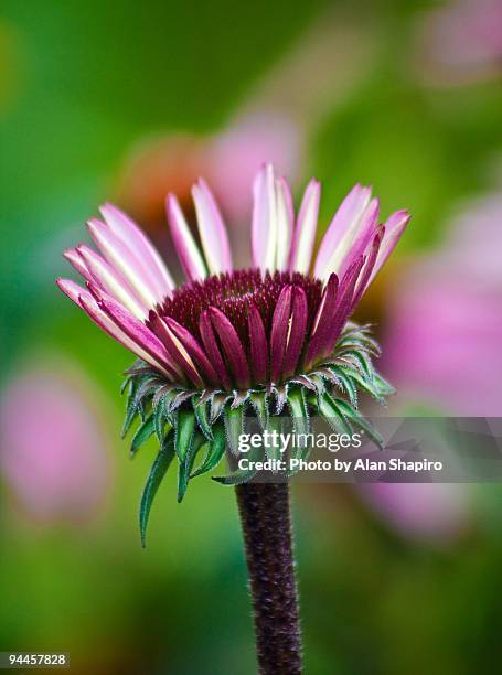 coneflower  - briarcliff manor stock pictures, royalty-free photos & images