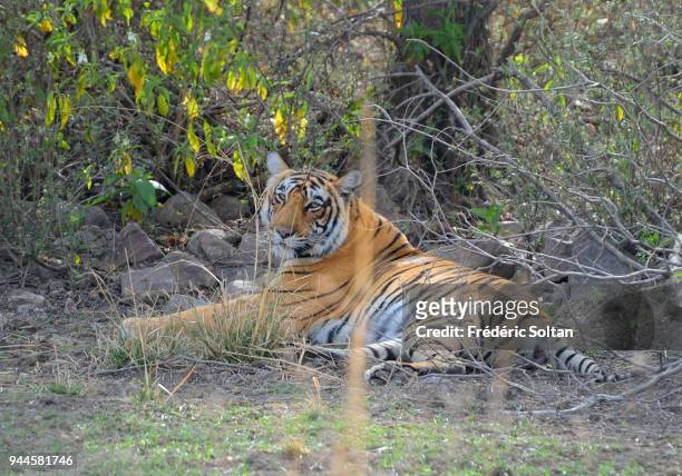 Young tigress in the Ranthambore National Park in Rajasthan on March 01, 2017 in India.