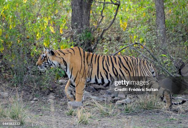 Young tigress in the Ranthambore National Park in Rajasthan on March 01, 2017 in India.